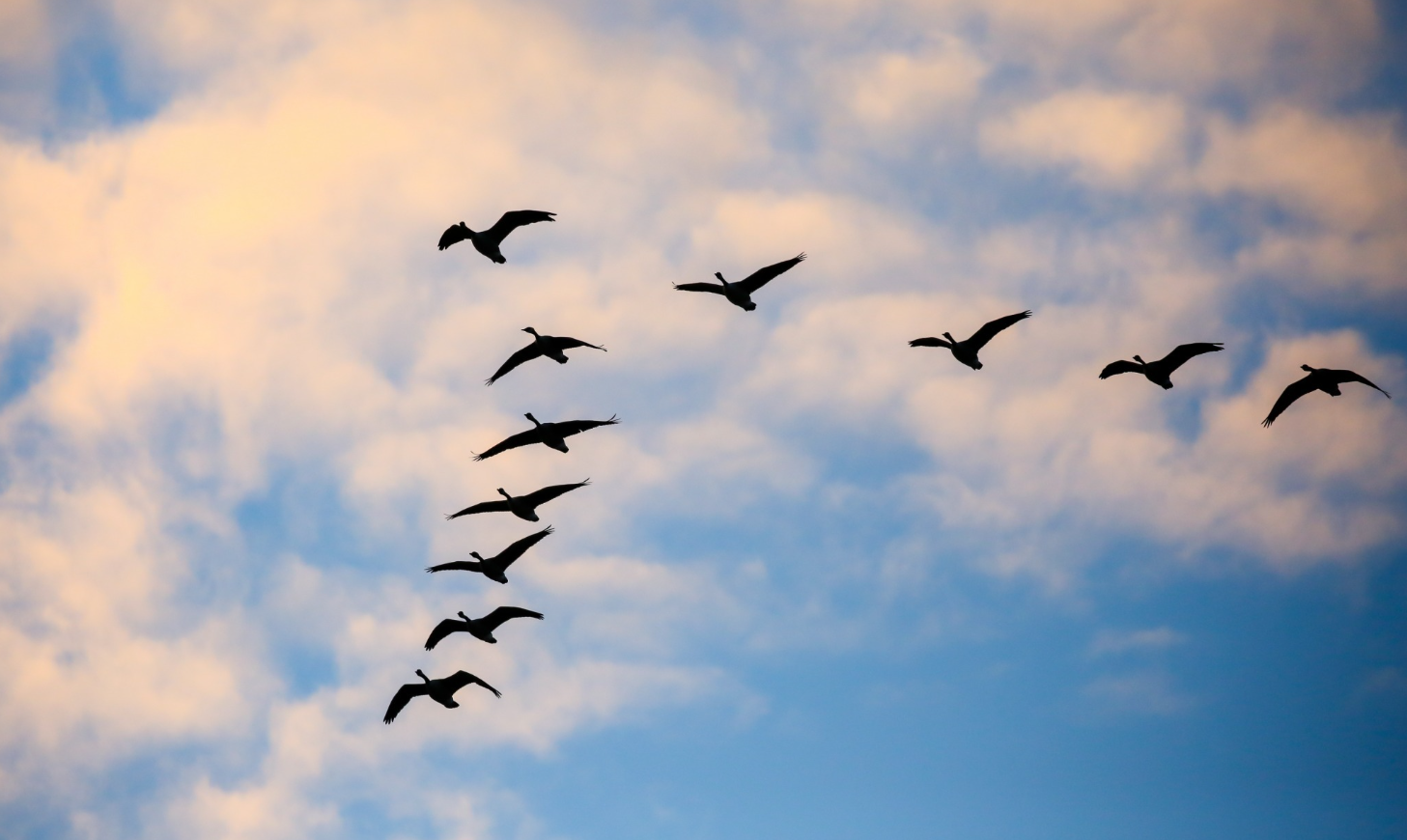 Rahasia di Balik Pola Migrasi Burung yang Menakjubkan
