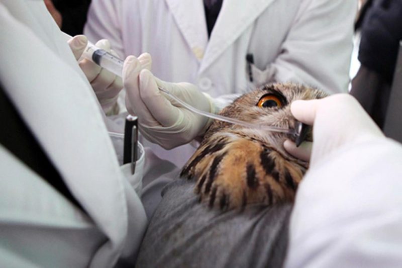 Cetak Organ 3D untuk Harimau: Masa Depan Kedokteran Hewan yang Menyelamatkan Spesies Langka