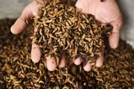 Bukan Daging Sapi, Kenapa Pakan Berbahan ‘Ulat & Maggot’ Mendadak Viral di Kalangan Pemilik Kucing Jakarta Juni Ini?
