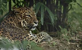 Macan Tutul Mulai Betah Tinggal di Pemukiman Warga, Bukan karena Hutan Habis – Inilah 3 Alasan Mengejutkan yang Ditemukan Peneliti