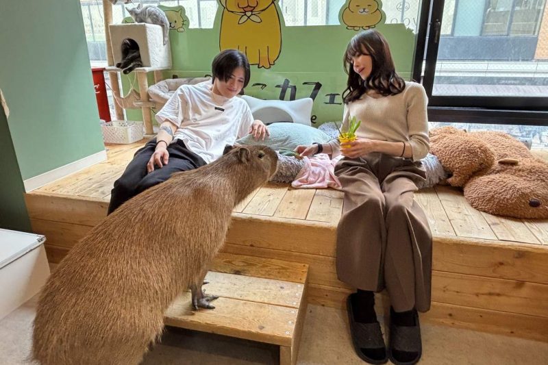 Bukan Cuma Anjing dan Kucing: Kenapa Tren 'Emotional Support Capybara' Jadi Obsesi Baru Perawatan Hewan Urban Agustus 2026?