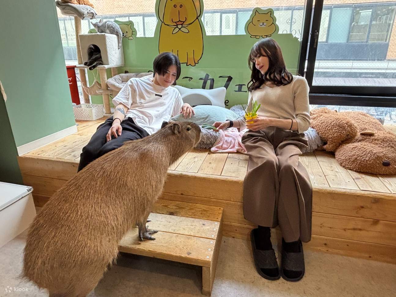 Bukan Cuma Anjing dan Kucing: Kenapa Tren 'Emotional Support Capybara' Jadi Obsesi Baru Perawatan Hewan Urban Agustus 2026?